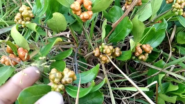 农村常见常见的一种植物叫《鸡眼藤》,以前听说皇帝专用