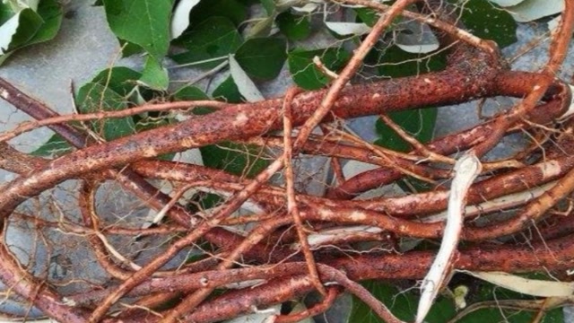 农村白背叶根部,究竟有什么用途?你知道吗?