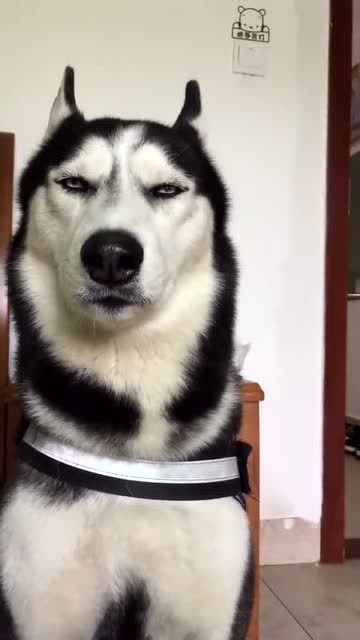 哈士奇这眼神看着挺瞧不起人的,一副很欠揍的样子