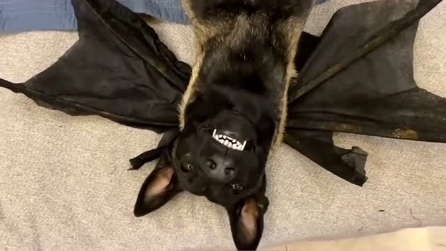 巨型狗头蝙蝠图片图片