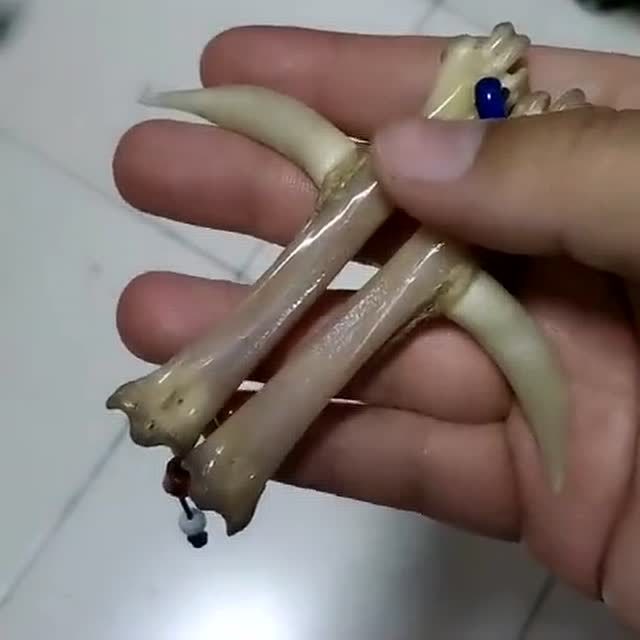 前段时间我家炖鸡,那个公鸡的鸡脚杆,就是这样的!