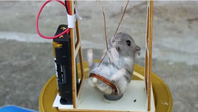 主人给仓鼠自制的电动秋千第一次坐全身都颤抖了简直舒服到骨子里了