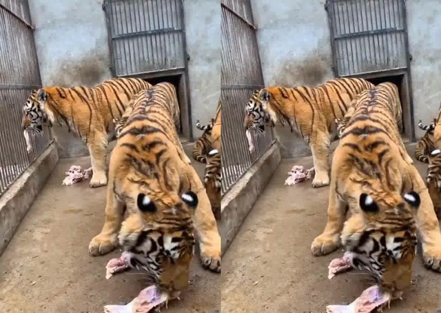 猛虎出笼的一瞬间,这吼声,听着都瘆人