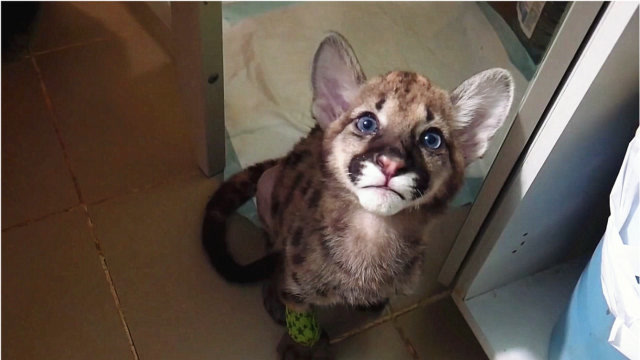 1个月的美洲狮宝宝竟然这么可爱!长大后却越来越帅气了