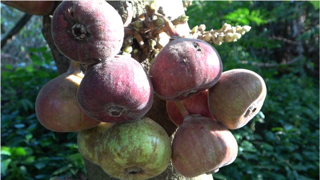 野生"无花果"味道特别的香,就藏在树根下,摘了一个又一个