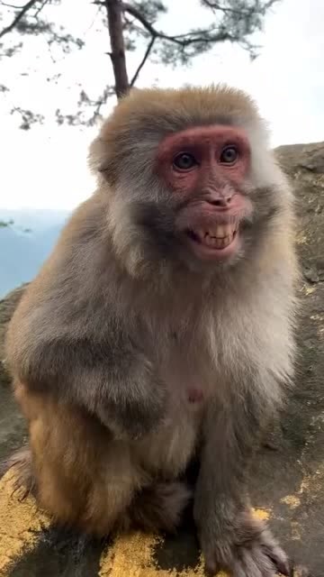 猴子搞笑图片 咧嘴图片
