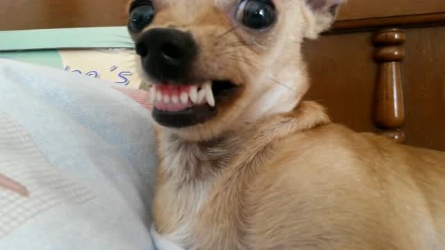 脾气超坏的吉娃娃,霸占主人的床,还恶狠狠的露牙