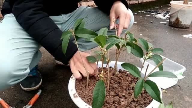 教大家扦插桂花,注意这几个细节,成活率非常高