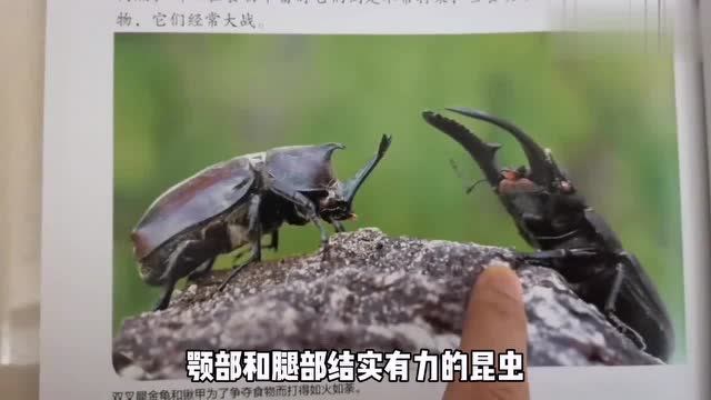 锹甲和独角仙经常打架两个都是力气很大的虫子