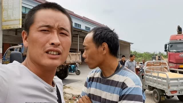 农村玉米大丰收,这个收购站生意特别火爆,,看老板用的什么方法