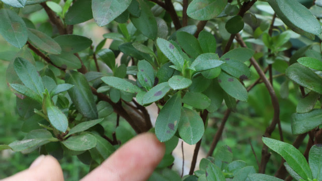 引起杜鹃花得叶斑病,"它"是最大原因,处理谨记这些方法