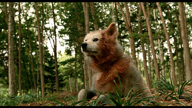 星守之犬:又一部催人泪下的电影!你若不离不弃,我必生死相依!