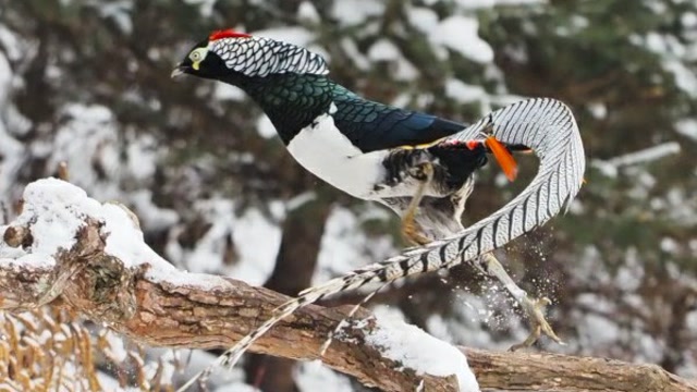 飞舞的白腹锦鸡