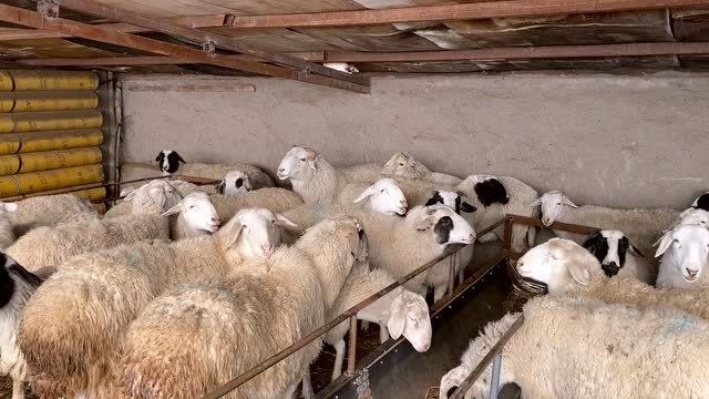 看看内蒙冬季羊圈咋样盖?老五设计真巧妙,有头公羊竟还有澳洲血统