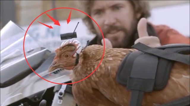 鸡头是世界上最稳的?在鸡头上安装摄像头,结果令人大开眼界!