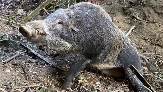 这么大一头野猪,鼻子套戴上也很无奈