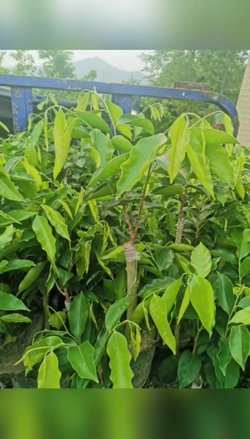 奇楠苗批发出售