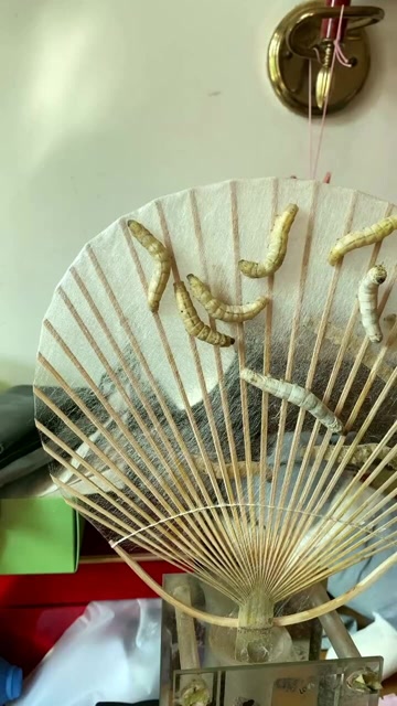 用实际行动告诉你们,蚕丝扇是这样做成的,贵是有它的道理的