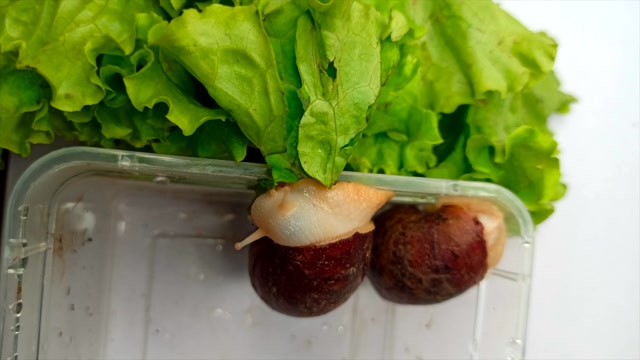 蜗牛吃生菜,好吃的很!