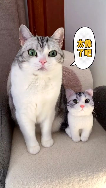 老花到底喜欢哪个momo呢