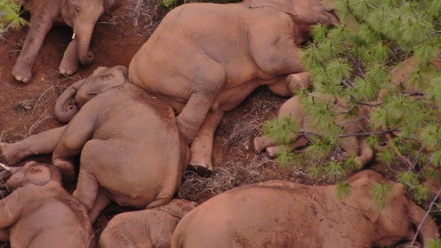 云南亚洲象睡觉图片
