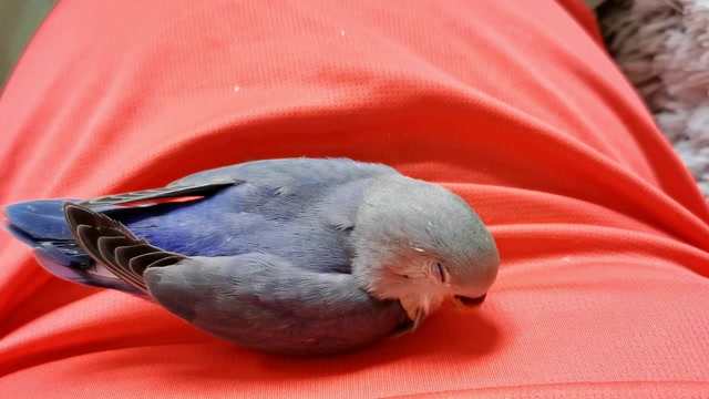 小鸟睡觉的姿势图片