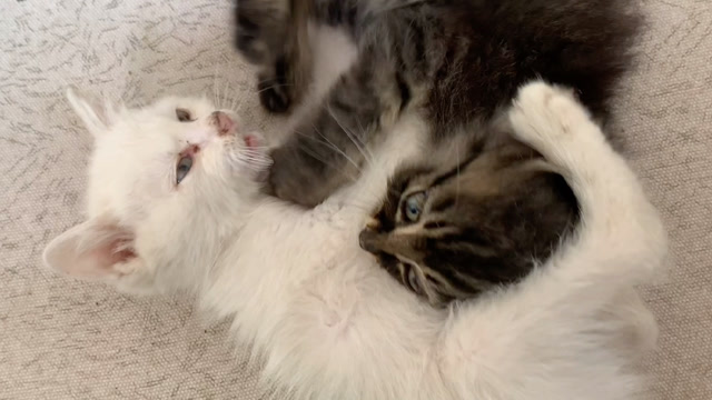 两只打架的小奶猫