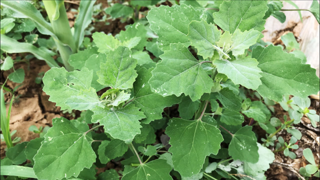 灰灰菜烧成灰有2个厉害妙用?家家户户都需要,我觉得太实用了