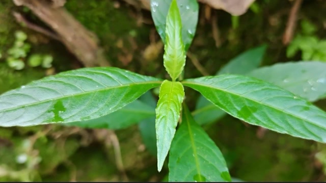 这种植物叶子长得很漂亮,它叫水蓑衣,是一种野生中草药材,来认识一下