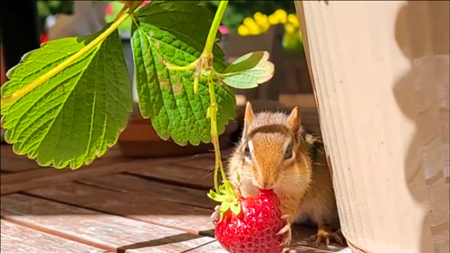 动物趣闻:花栗鼠来院子里吃草莓