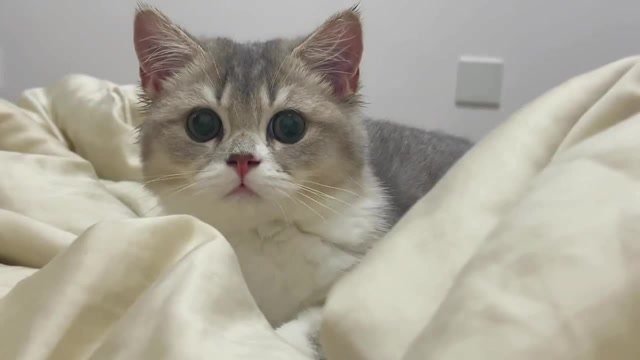 想看猫咪的歪嘴杀吗?