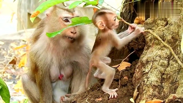 勇敢的小猴子尝试爬树,猴妈妈的一个举动太暖心!