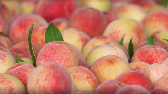 简阳晚白桃宣传片