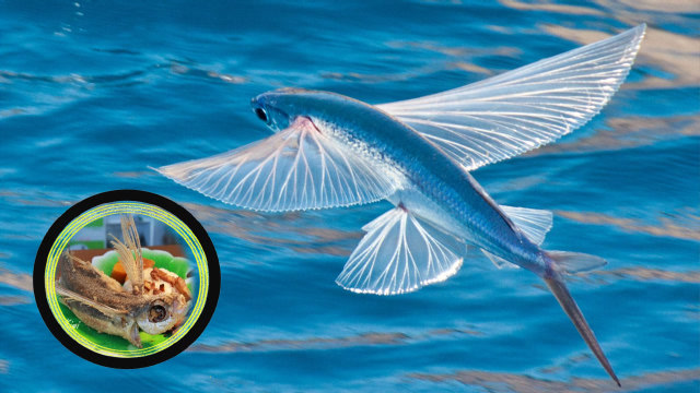 飞鱼为避免被吃,花千万年进化出"双翼",为何仍成台湾人炖汤料?