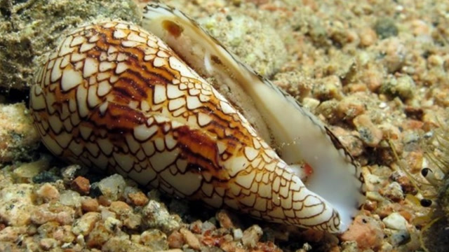 "美丽的杀手"鸡心螺,没有治疗方法,挺不过去只有死!