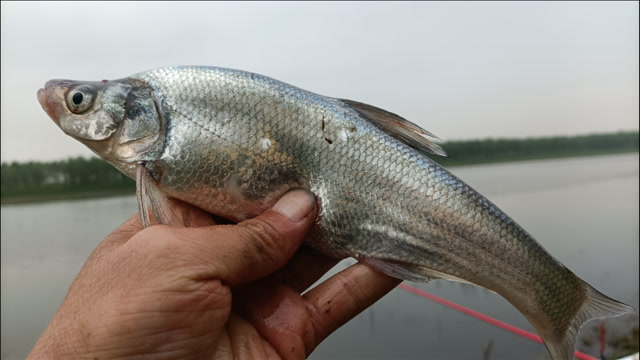 夏季高温,翘嘴钓浮来口快,青梢却要钓底钓钝,看完视频才知原因