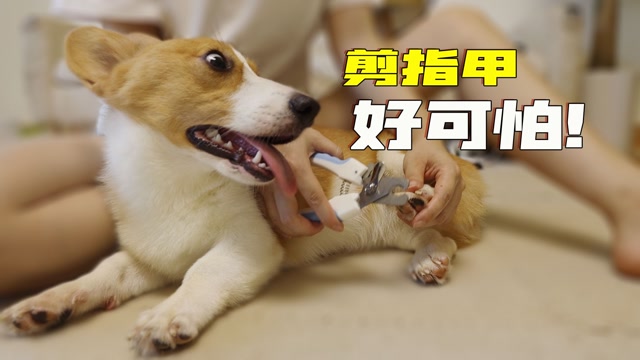 夏天的正确打开方式# 主人给狗剪指甲,让狗把指甲钳拿过来,狗在地上