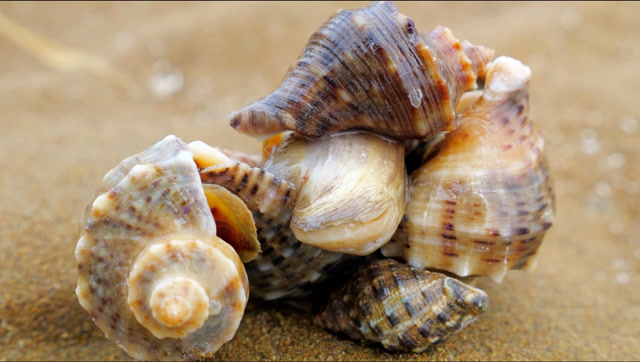 海瓜子田来了一群"不速之客",海螺扎堆觅食,连螃蟹也来凑热闹