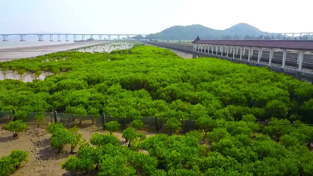 玉环市海山乡红树林航拍