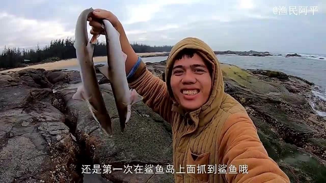 鲨鱼群误闯鲨鱼岛搁浅,阿平赶海大捡漏,螃蟹海螺也是收获不少