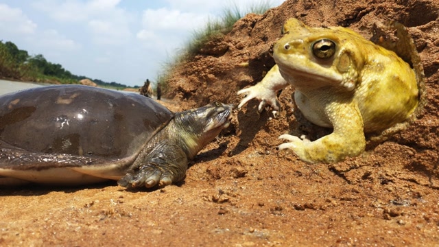 乌龟妈妈下蛋后饿极了,一招制服青蛙却不下口吃,母爱泛滥了?