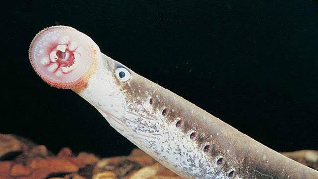 八目鳗"发射"粘液网包裹鲨鱼令其窒息