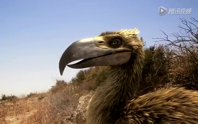 史前掠食动物-恐鸟_高清