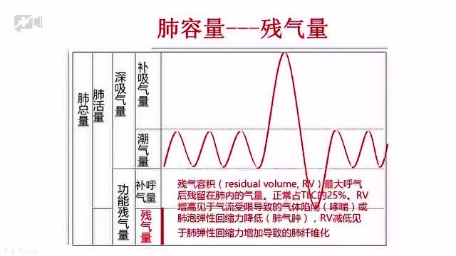 正常人的肺的尺寸图片