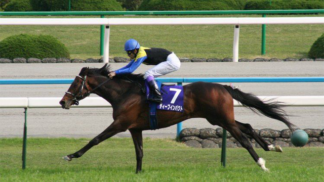 日本史上最高身价,五十一亿日元种公马"大震撼"