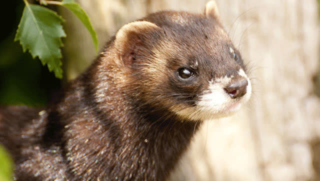 闪电貂不愧是抓蛇的高手,连这样的毒蛇都不怕,直接开干