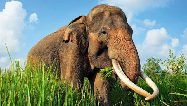 12吨重的大象河里洗澡惹怒了河马大象对决河马谁更强