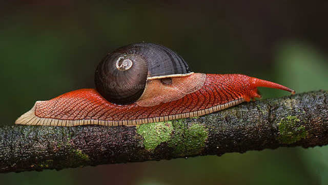 世界上最稀有的蜗牛图片