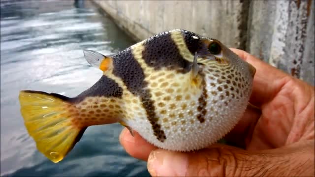 这河豚好可爱,可惜有毒!用来观赏还是很不错的!