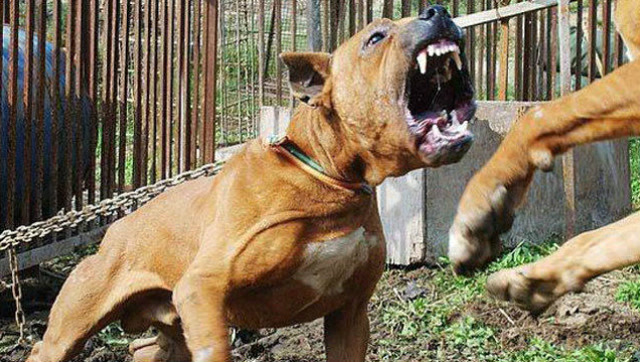 两条恶犬撕咬差点被咬死,绝对难得一见的场面!